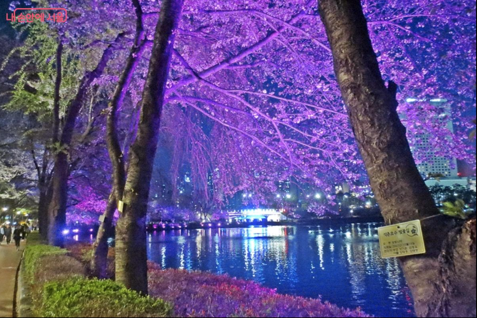 서울 석촌호수 벚꽃길 호수에 비친 벚꽃 풍경