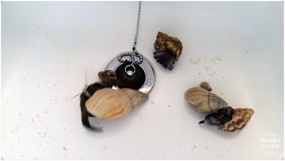 오키나와 소라게