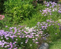 브라키컴 이미지 사진