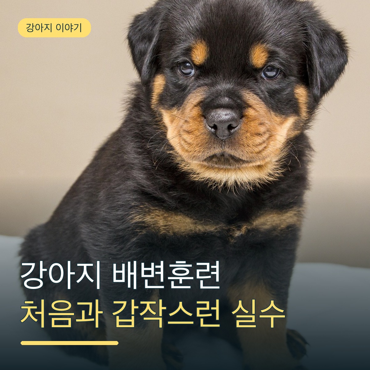 강아지 배변훈련, 처음 시작할 때와 잘하던 아이가 갑자기 실수할 때는 어떻게 다를까요?