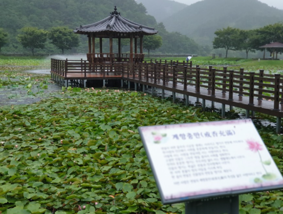 경남 고성 상리연꽃공원, 초여름 연꽃 세상이 열리는 곳