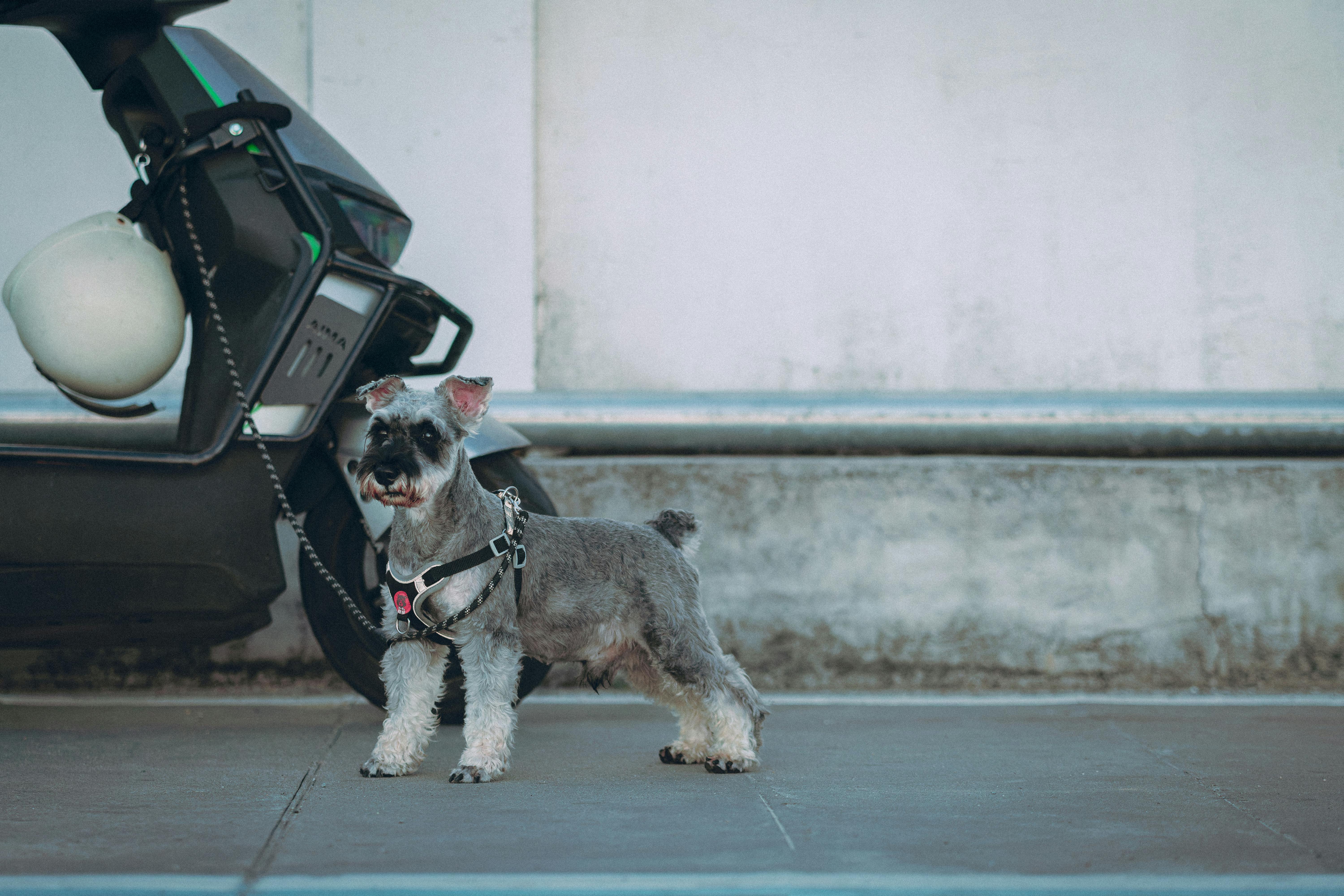 반려동물 보험 시장 확대와 보험사&middot;핀테크 기업 전망｜2026 핵심 분석