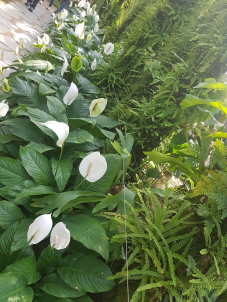 실내 식물원에 흰 꽃이 활짝 핀 스파티필름 식물과 고사리류 식물들의 조화로운 모습