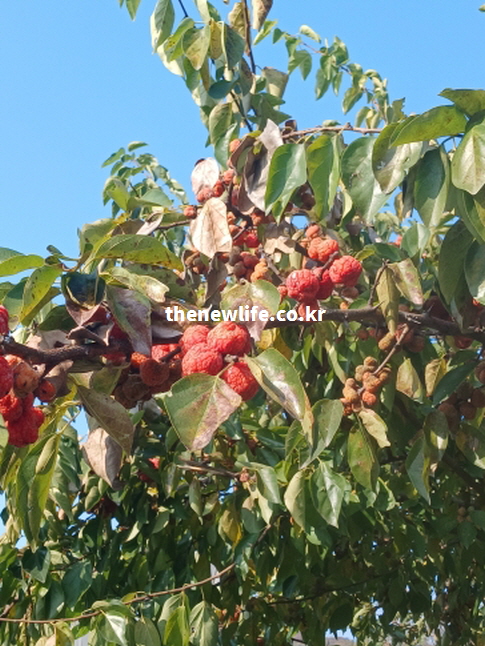 각종 영양 성분이 농축되어 붉게 잘 익은 야생 꾸지뽕 나무 열매 실사진