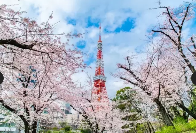2026 벚꽃 개화시기 전국 지도 확인 및 서울 경주 진해 벚꽃 축제 명소 구경하기 좋은 곳 추천