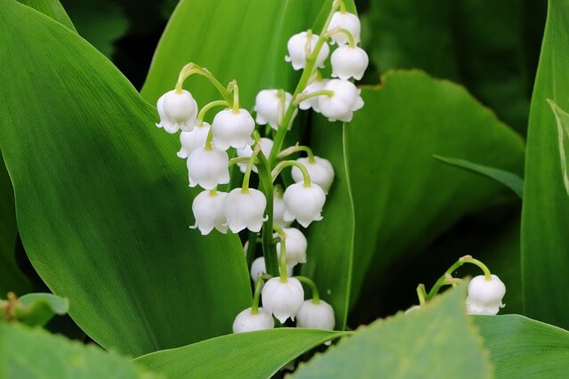 은방울꽃, Convallaria majalis