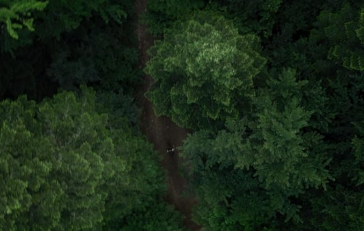 포레스트죽음의숲 줄거리 결말 후기 