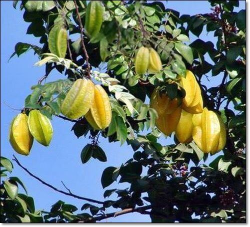 스타프루트 나무