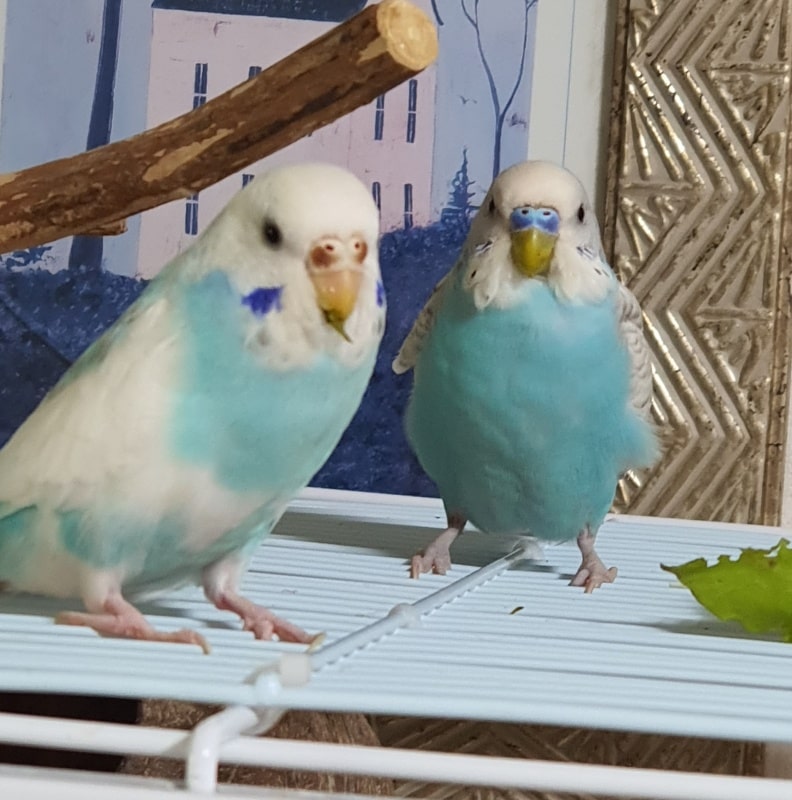 사랑앵무 말하기 훈련준비