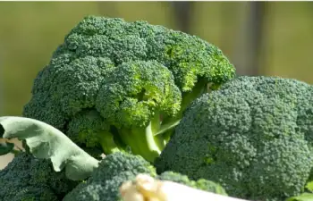 글루타치온이 많이 들어있는 음식 BEST 10