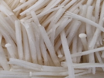 팽이버섯 사진32