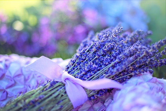 라벤더 (Lavender)