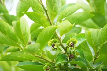 태추단감 가격&amp;#44; 효능과 영양성분