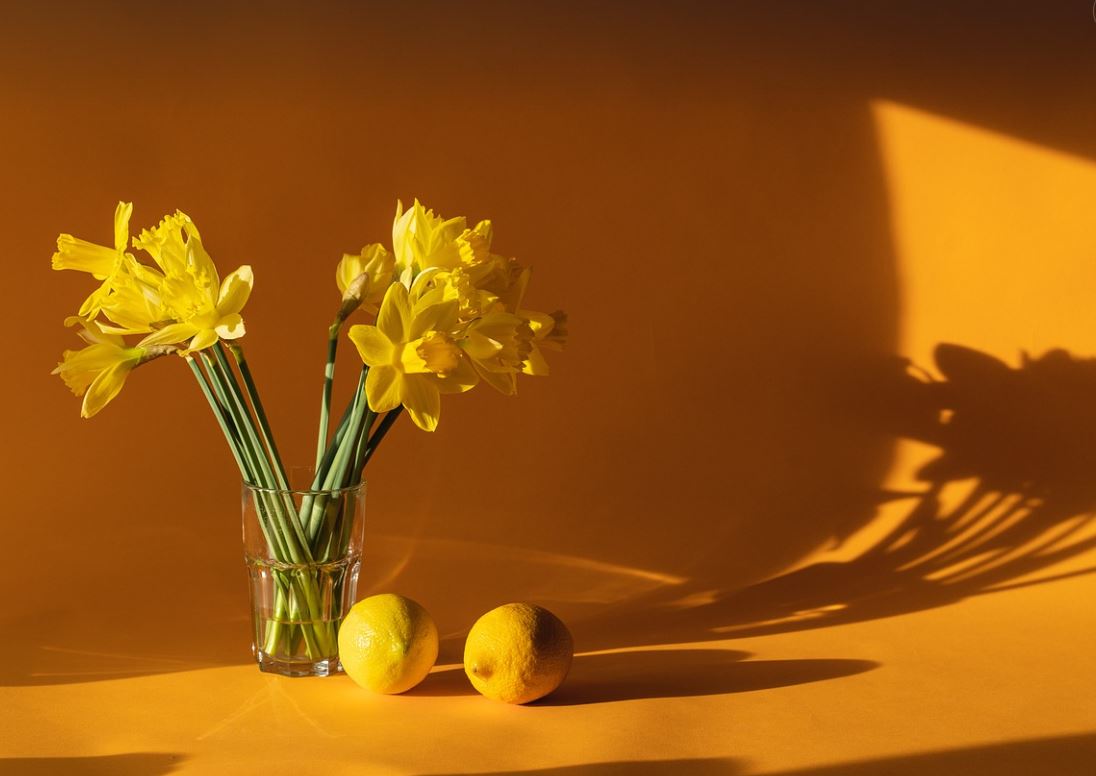 레몬과 노란색 꽃 사진