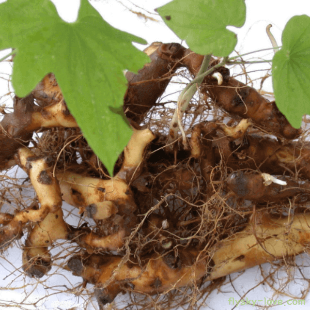 마중의 왕 단풍마