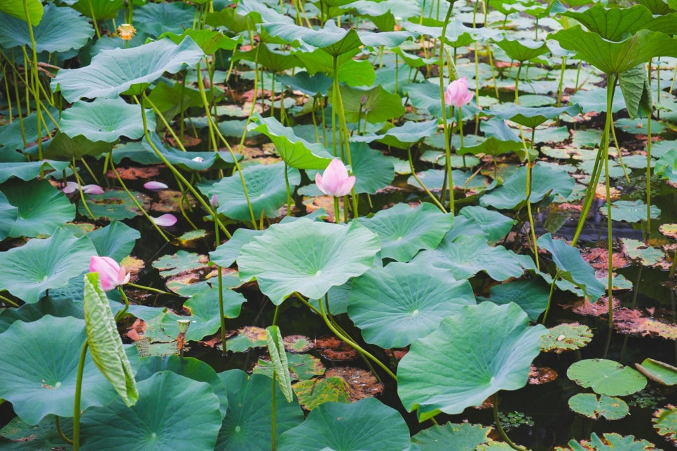 문경 주암정 연꽃과 능소화 명소, 6월~7월 인생샷 코스 정리