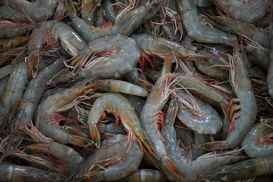 2023년 무창포 대하 전어 가을 축제 가볼만한 곳