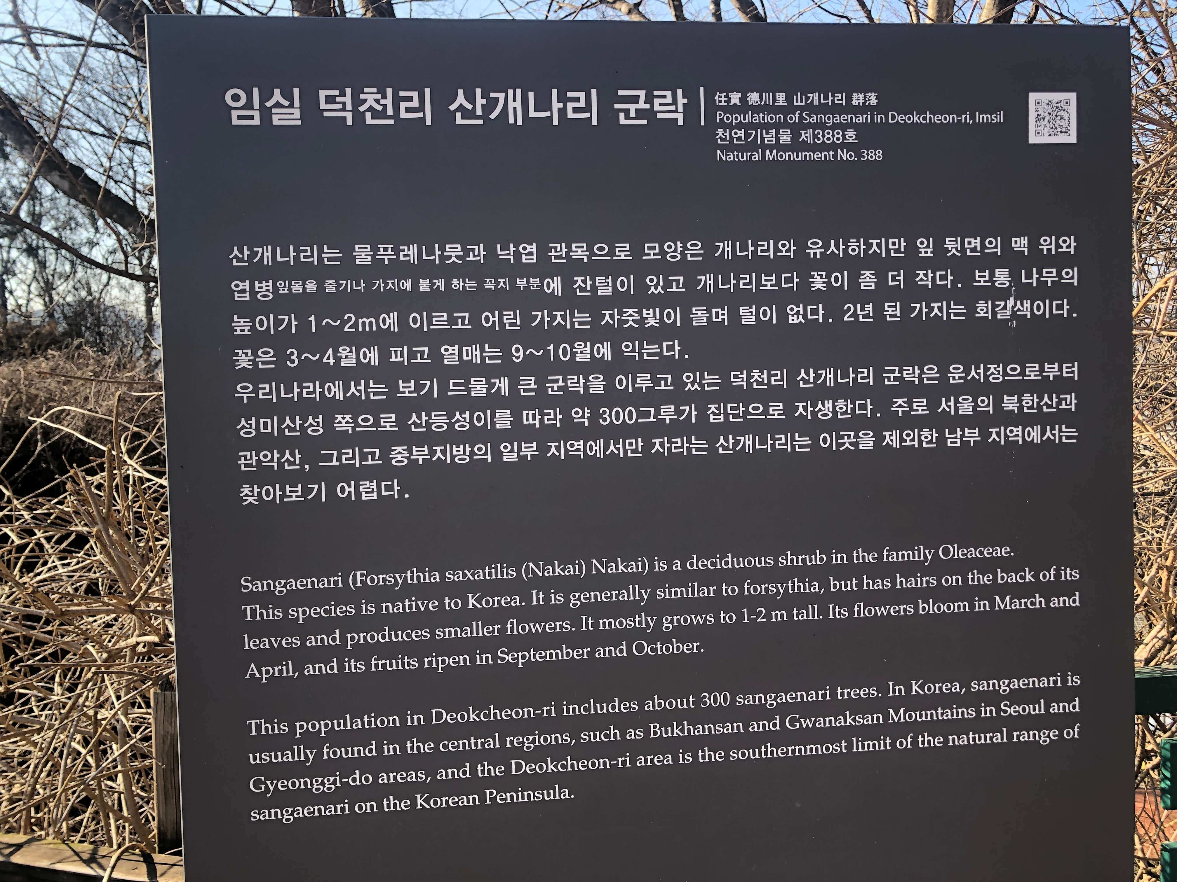 민수랜드-관촌사선대 산개나리 군락