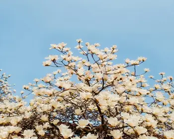 벚꽃 개화시기_6