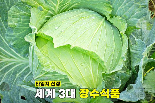 위에좋은음식 양배추 먹으면 안되는 사람 양배추먹는법 양배추 생으로 먹으면