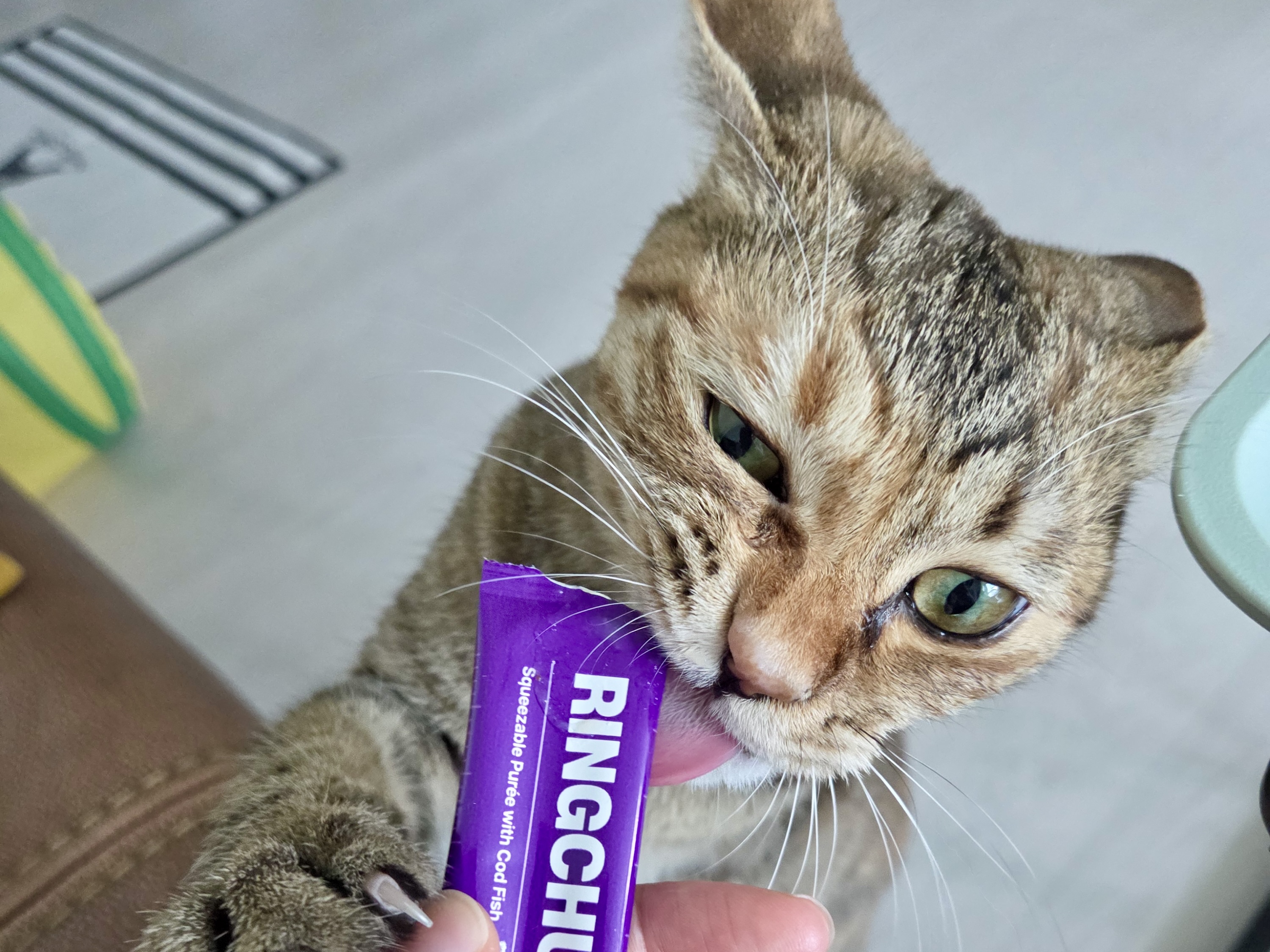 본아페티 고양이 관절 링츄 I.V 조인트 스틱