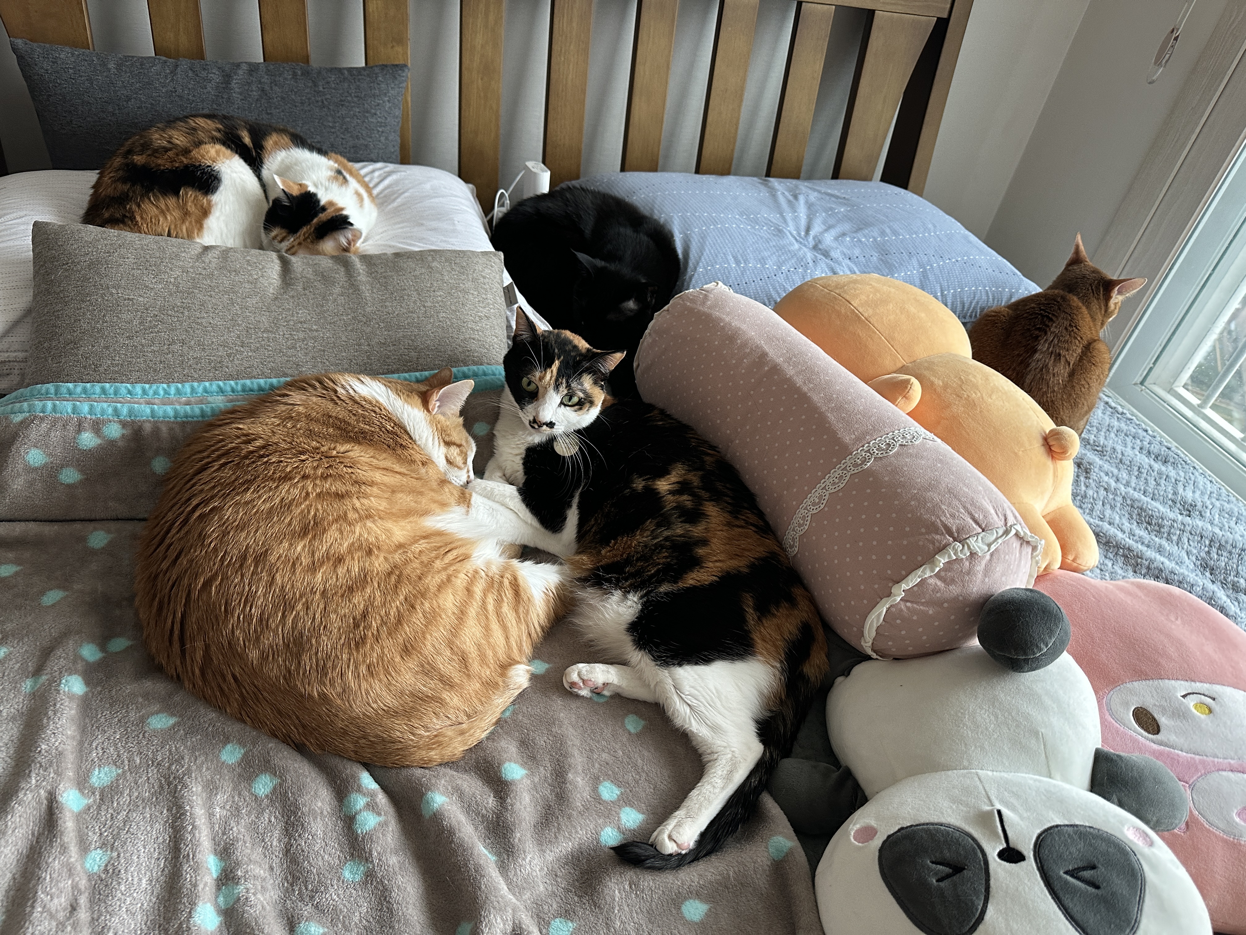 다정한_호야_다다_커플과_주변에서_자고_있는_고양이들_1