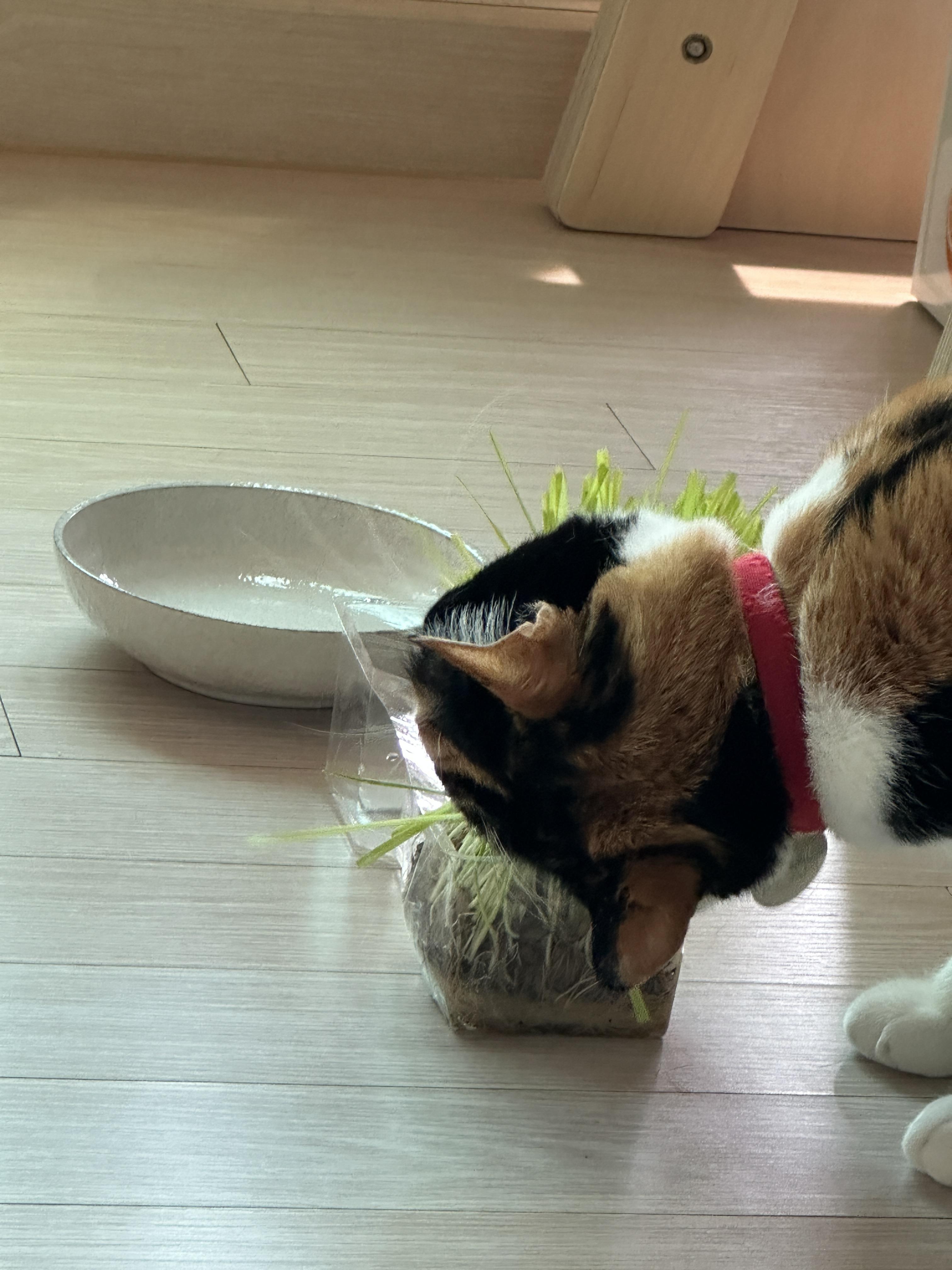 삼색이-고양이-다다의-캣글라스-먹방!