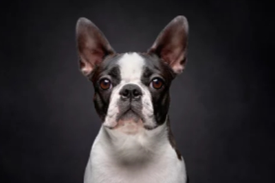 보스턴 테리어(Boston Terrier) 사진
