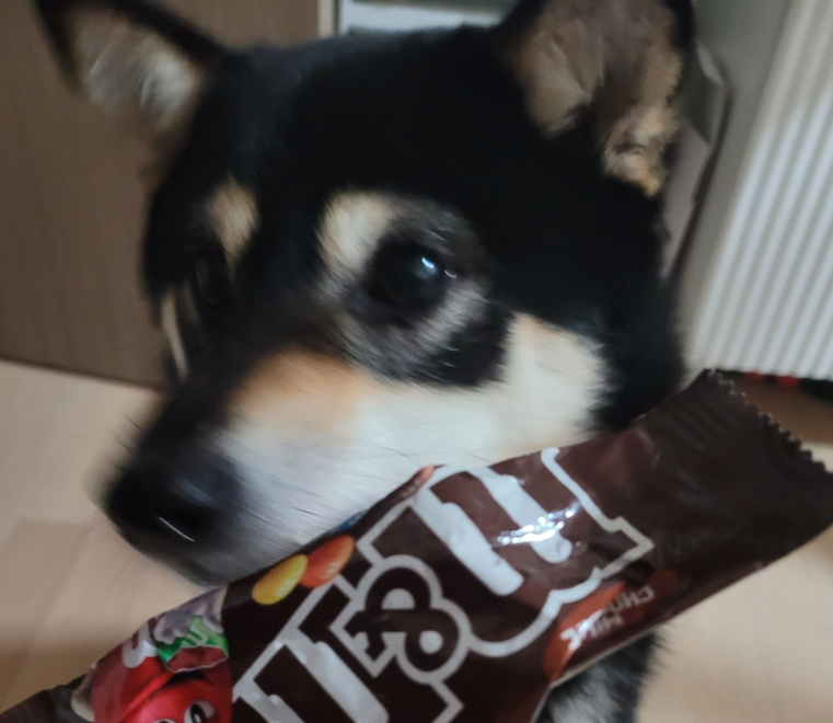 강아지에게 초콜릿 주면 안 되요