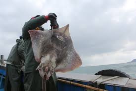 10회 흑산도 홍어 축제 기본일정과 특징 소개