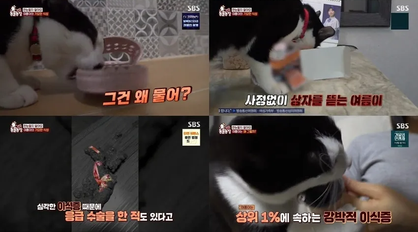 이식증 치료 훈련 방법