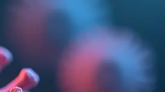바이러스