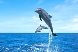 발리카삭 섬 & 돌고래 투어중 만날수 있는 돌고래 사진