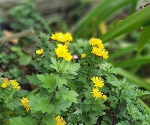 겨울에 피는 꽃 동국