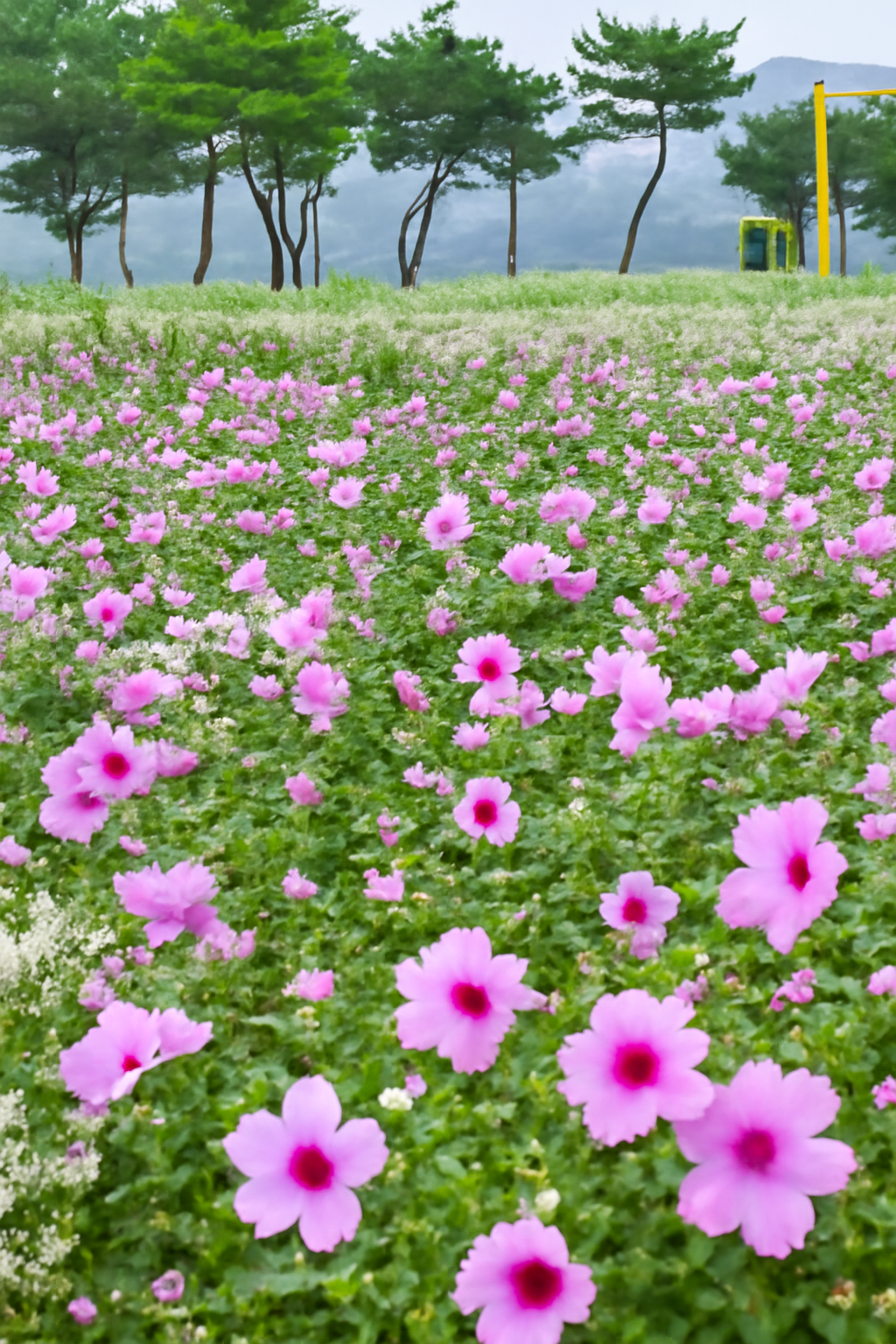 장성 무궁화공원 이미지