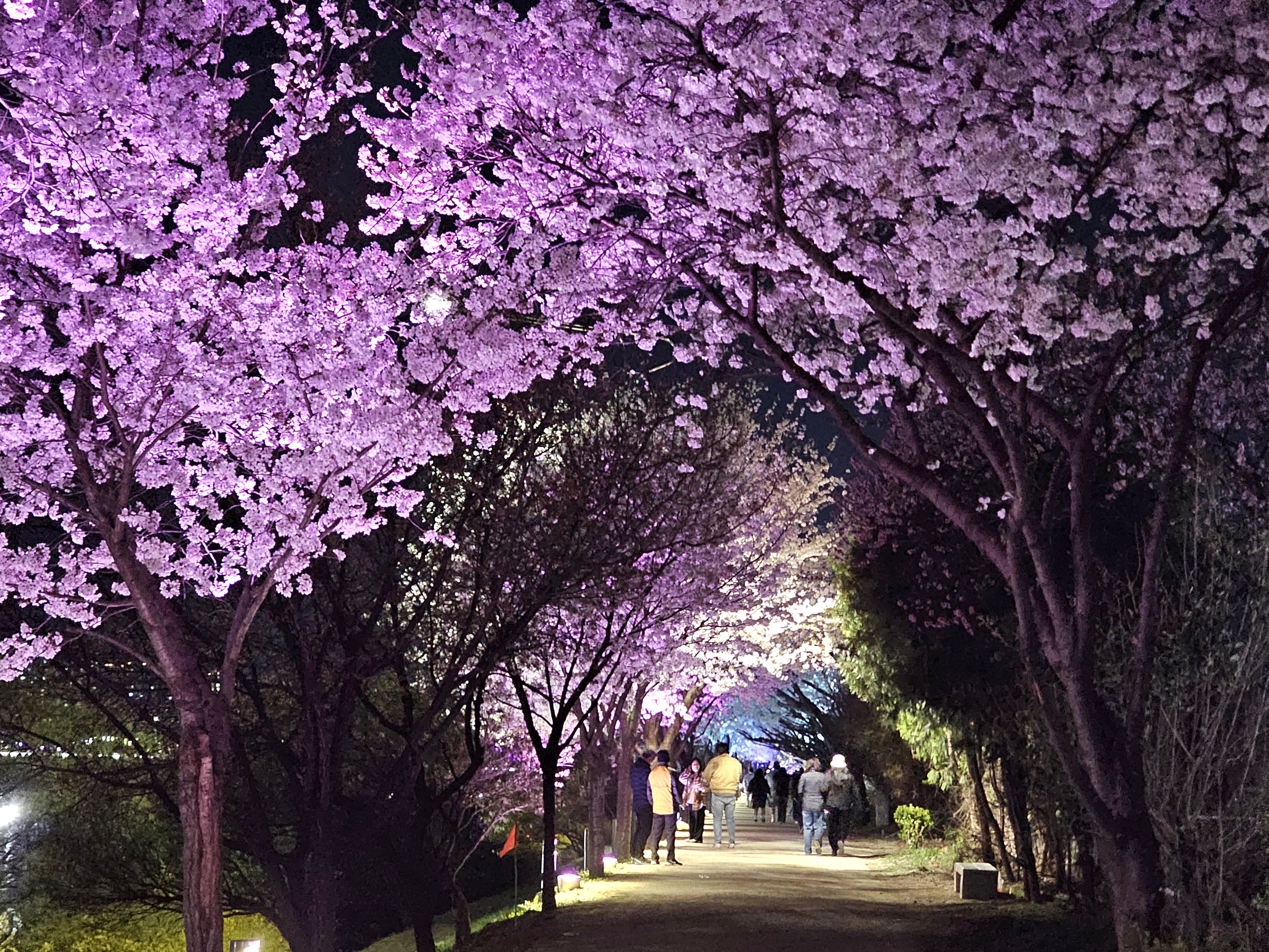 동촌유원지 벚꽃