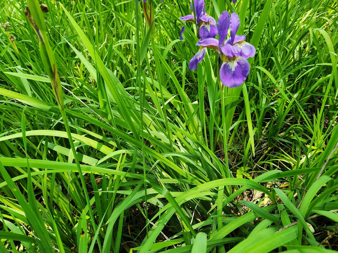 붓꽃(아이리스) Iris