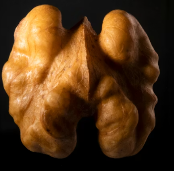 오메가3 많은 음식 식품