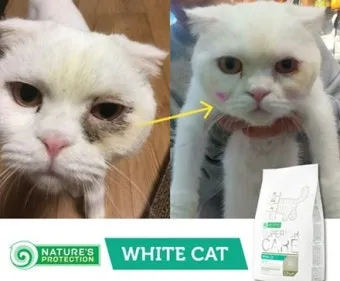 고양이가 눈물 흘리는 이유 눈물관리 가이드_6