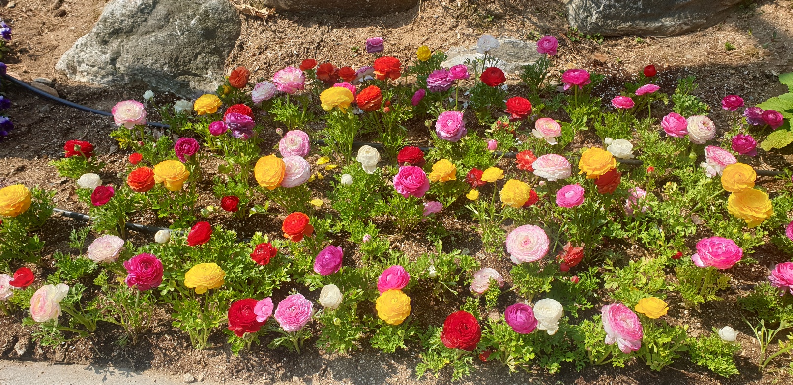 분당 율동공원 산책로 숨은 포토존