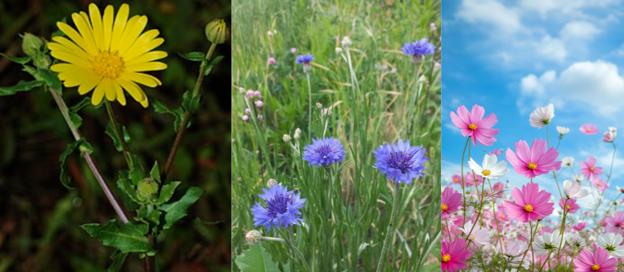 금잔화 수레국화 코스모스