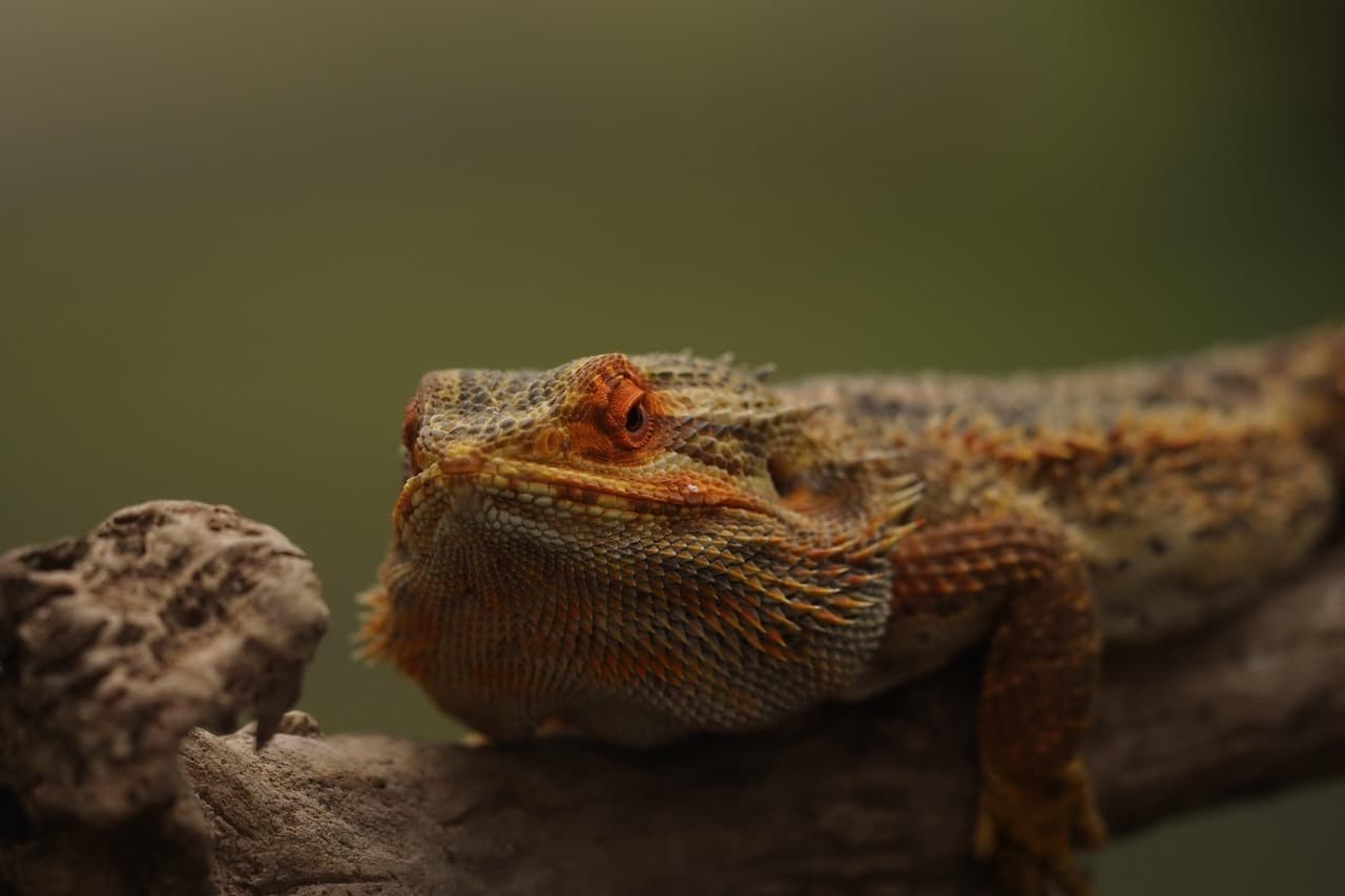 이국적 동물 전용 병원 찾는 법 (국내 병원 리스트 포함)