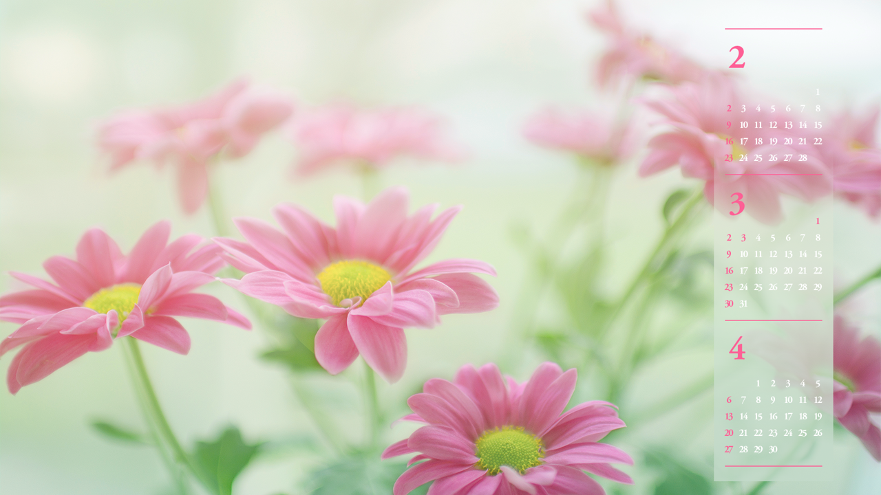 01 분홍 꽃 B - 2025년3월 노트북배경화면
