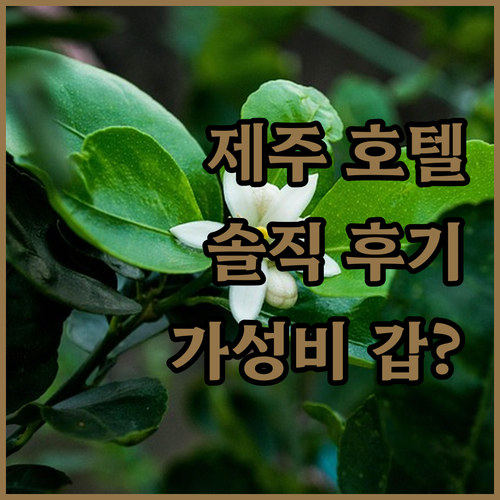 솔직 후기 기반 제주 호텔 추천 가성