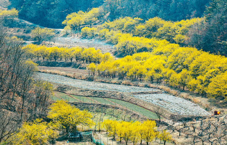 의성 산수유마을 산수유