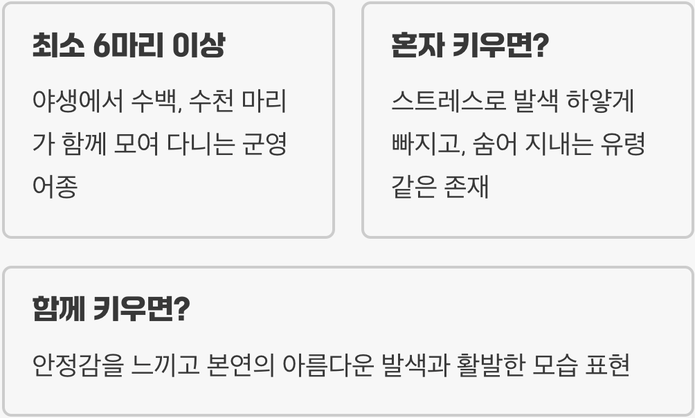 혼자는 외로워요&amp;#44; 군영의 아름다움