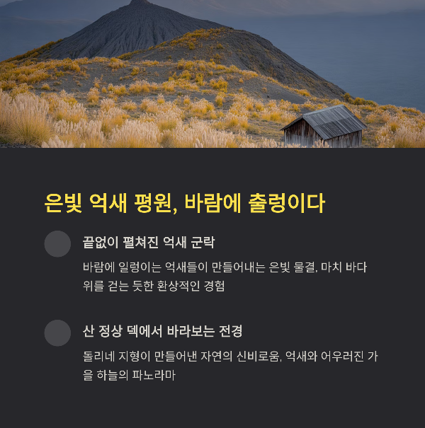 은빛 억새 평원, 바람에 출렁이다