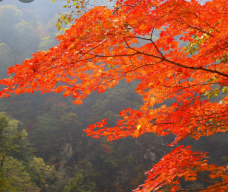 가을에 꼭 가야하는 단풍이 유명한곳 BEST 5곳