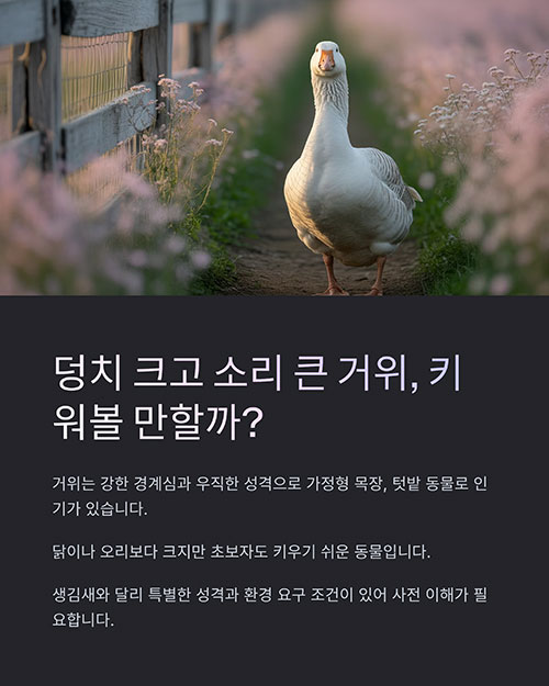 거위 키우기, 초보자를 위한 실전 가이드