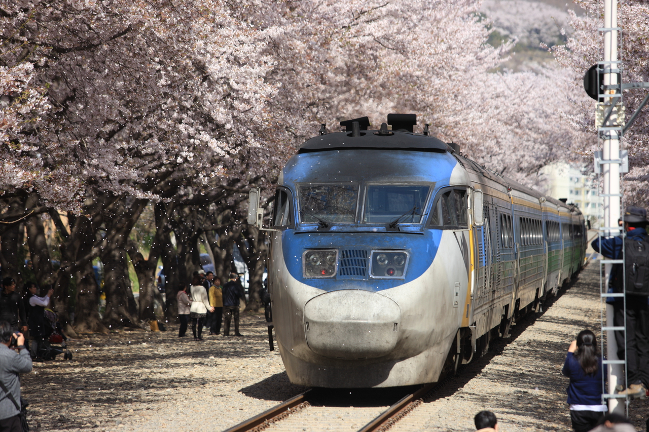 Gyeonghwa station during the Cherry Blossom Festival
